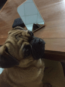 a dog looking at its reflection in a mirror