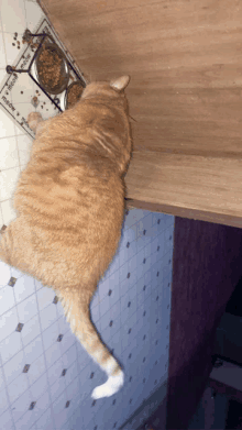 a cat laying on a tiled floor next to a bowl of food that says ' muddy paws ' on it