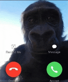 a gorilla is talking on a cell phone with a red button that says " remind me "