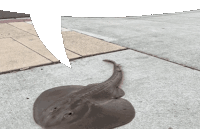 a stingray is laying on the sidewalk with a white speech bubble behind it