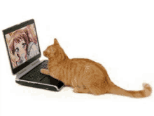 a cat is sitting on a laptop computer looking at a picture of a girl .