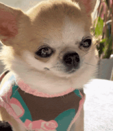 a close up of a chihuahua wearing a bandana that says ice on it