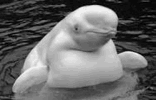 a black and white photo of a dolphin in the water .