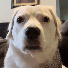 a white dog is sitting on a couch and looking at the camera with a surprised look on its face .