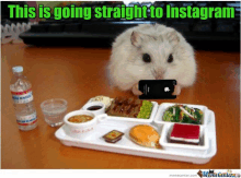 a picture of a hamster holding a cell phone next to a tray of food with the caption " this is going straight to instagram "