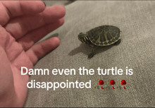 a small turtle is being held in a person 's hand with the words " damn even the turtle is disappointed " below it