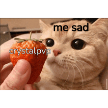 a cat is holding a strawberry with the words me sad crystalpvp above it