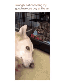 a dog looking at a cat in a cage with a caption that says stranger cat consoling my good nervous boy at the vet