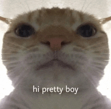 a close up of a cat 's face with the words hi pretty boy above it