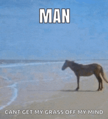 a horse standing on a beach with the words man cant get my grass off my mind below it