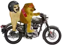 two dogs are riding on a motorcycle that says royal enfield