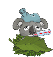 a koala bear with a thermometer in its mouth and an ice pack on its head