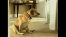 a dog is sitting on the floor in a hallway looking at something