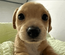 a small brown puppy is laying on a green blanket and looking at the camera .