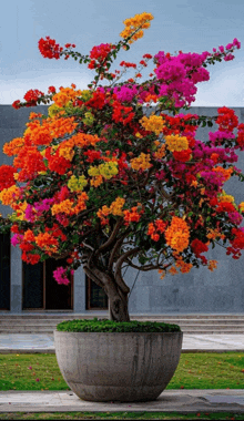 a potted tree with lots of colorful flowers