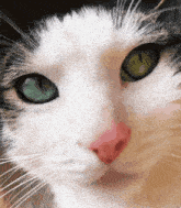 a close up of a cat with green eyes