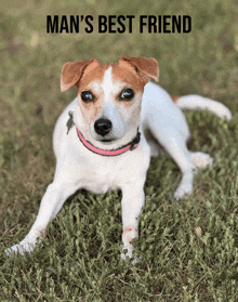 a small brown and white dog laying in the grass with the words man 's best friend below it