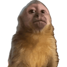 a close up of a monkey looking at the camera on a white background