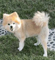 a small brown and white dog is standing in the grass with its mouth open