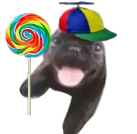 a dog wearing a colorful hat and holding a lollipop