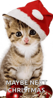 a kitten wearing a santa hat with the words maybe next christmas