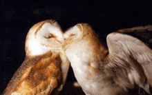 two barn owls are kissing each other on the beak