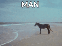 a man is standing on a beach with a horse