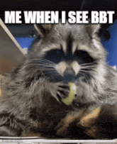 a raccoon eating a piece of food with the words me when i see bbt above it
