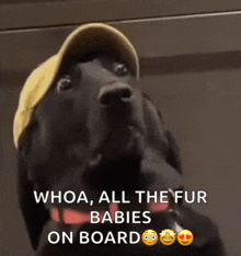 a black dog wearing a yellow hat with the words whoa all the fur babies on board