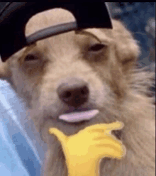 a close up of a dog wearing a hat and holding a yellow hand .