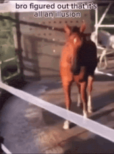 a horse is standing in a fenced in area with the caption " bro figured out that it 's all an illusion "