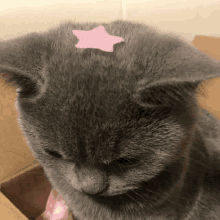 a cat has a pink star on its head