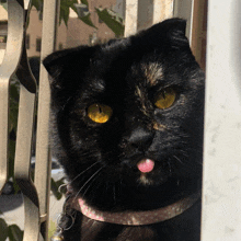 a black cat sticking its tongue out and wearing a pink polka dot collar