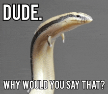 a snake with the words dude why would you say that