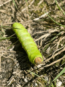 a green caterpillar with red spots on it is crawling through the grass