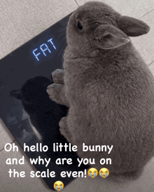 a bunny sitting on a scale that says fat on it