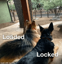 two german shepherd dogs looking at each other with the words loaded and locked above them