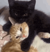 a black and orange cat laying next to each other on a bed