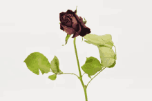 a single brown rose with green leaves on a white background