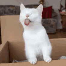 a white cat sticking its tongue out while sitting in a cardboard box .