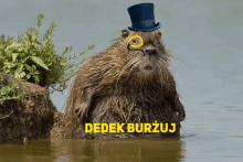 a picture of a beaver wearing a top hat and goggles with the words dedek burzuj below it