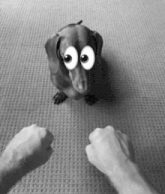 a black and white photo of a dog with big googly eyes