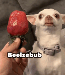 a person is holding a strawberry in front of a small white dog that says beelzebub