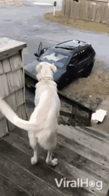 a dog is standing on a porch next to a car that has fallen off the road .