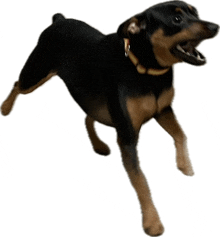 a black and brown dog with a collar is running