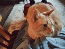 an orange cat laying on a person 's lap