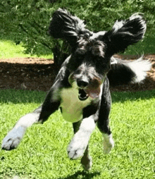 a black and white dog is jumping in the air in a field .