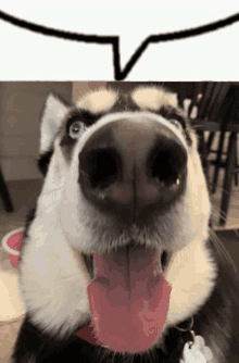 a husky dog with its tongue out and a speech bubble above it