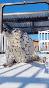 a seal is laying in the snow on a deck