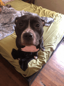 a black and white dog is sitting on a bed with green sheets